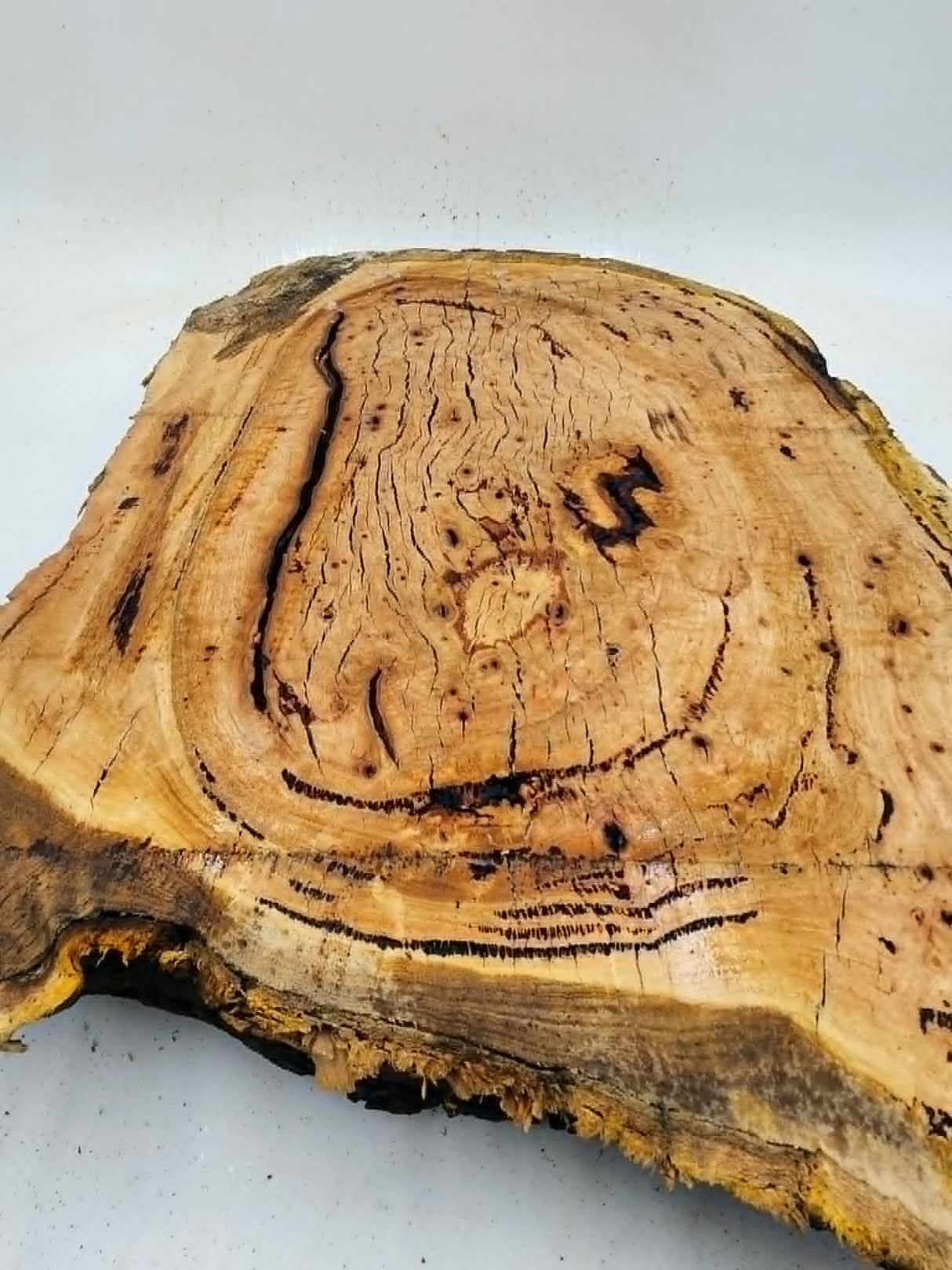 River Red Gum Burl 490mmx350mmx65mm