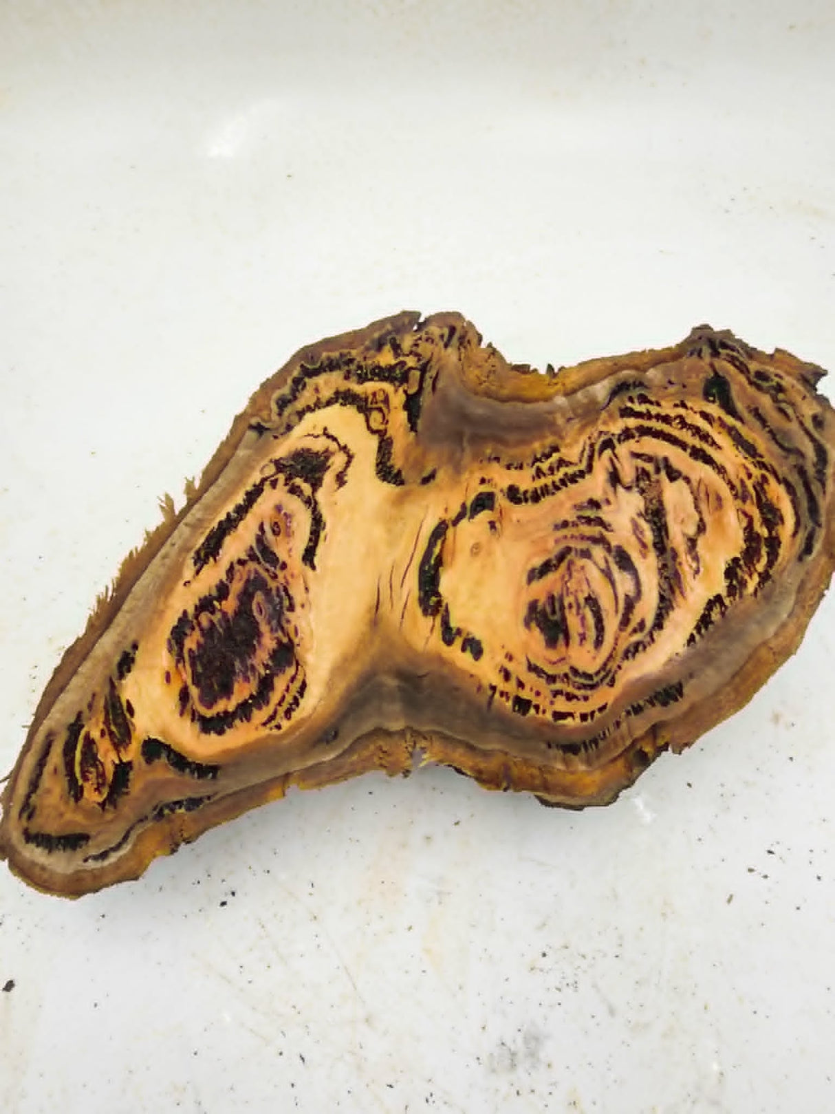 Forest Red Gum Burl 270x150x60mm