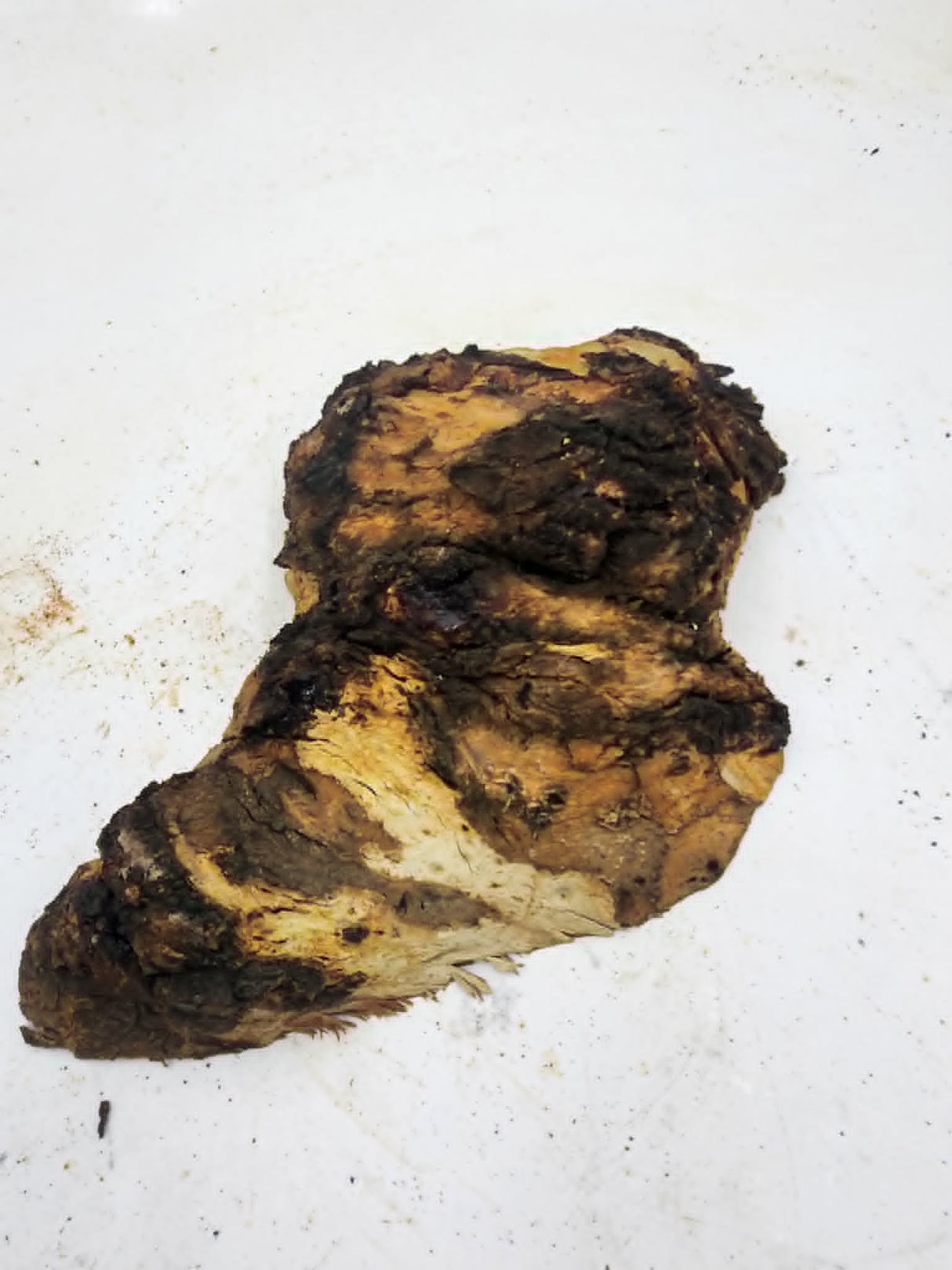 Forest Red Gum Burl 270x150x60mm
