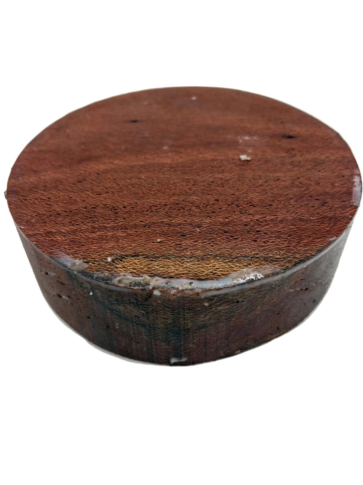 Banksia Bowl Blank 190 x 30mm