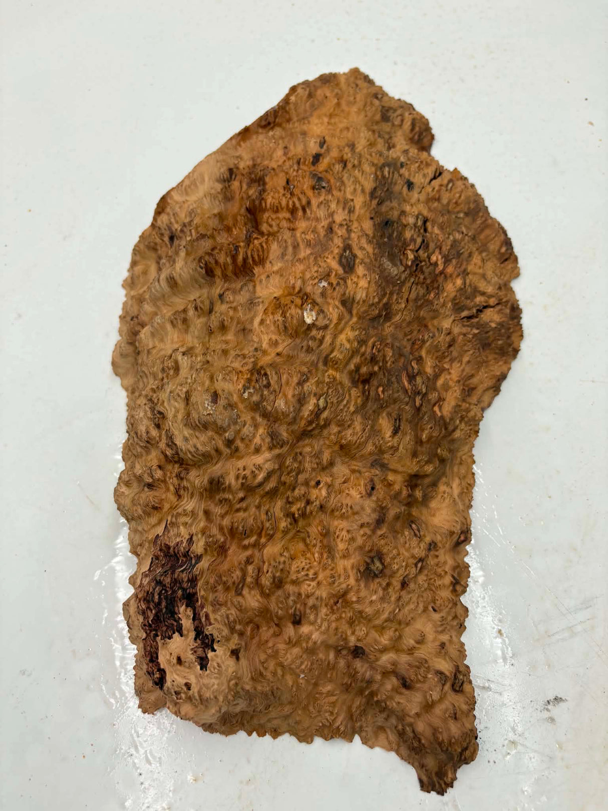 Red Mallee Burl 220 x 190 x 60mm