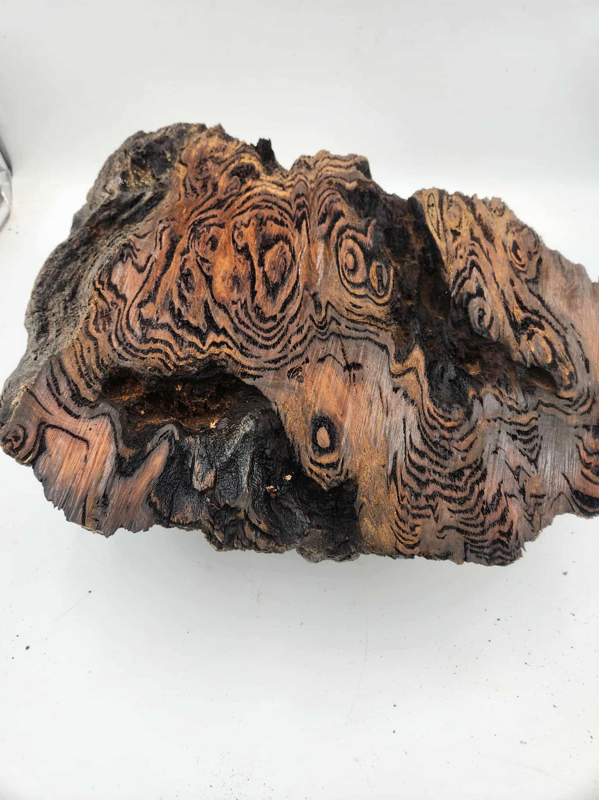 Black Butt Burl 400mmx280mmx120mm