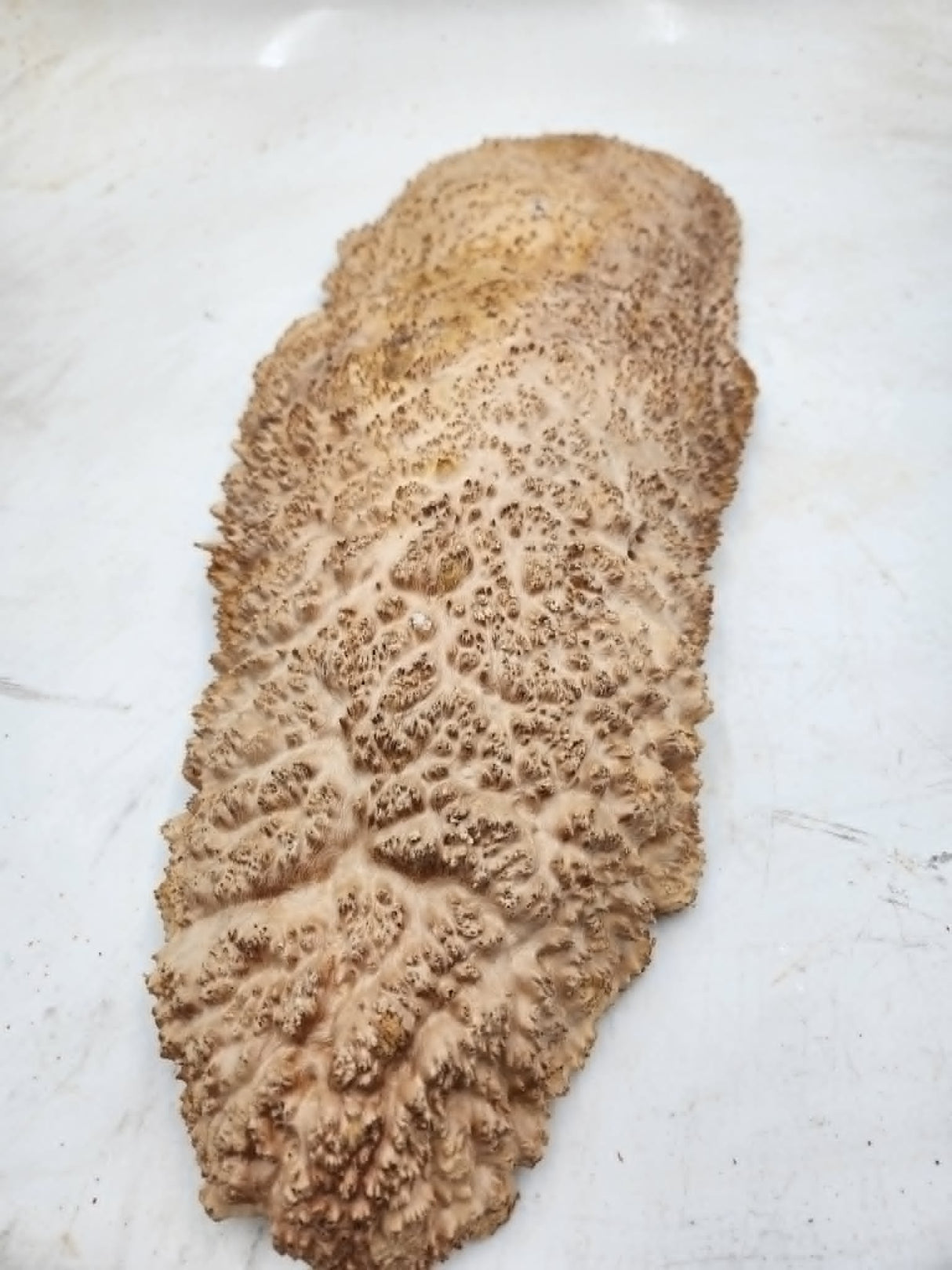 Red Mallee Burl 550x220x50mm