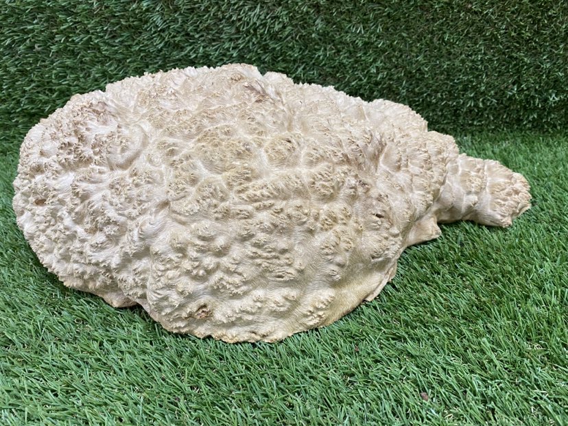 Red Mallee Burl 400 x 230 x 130mm