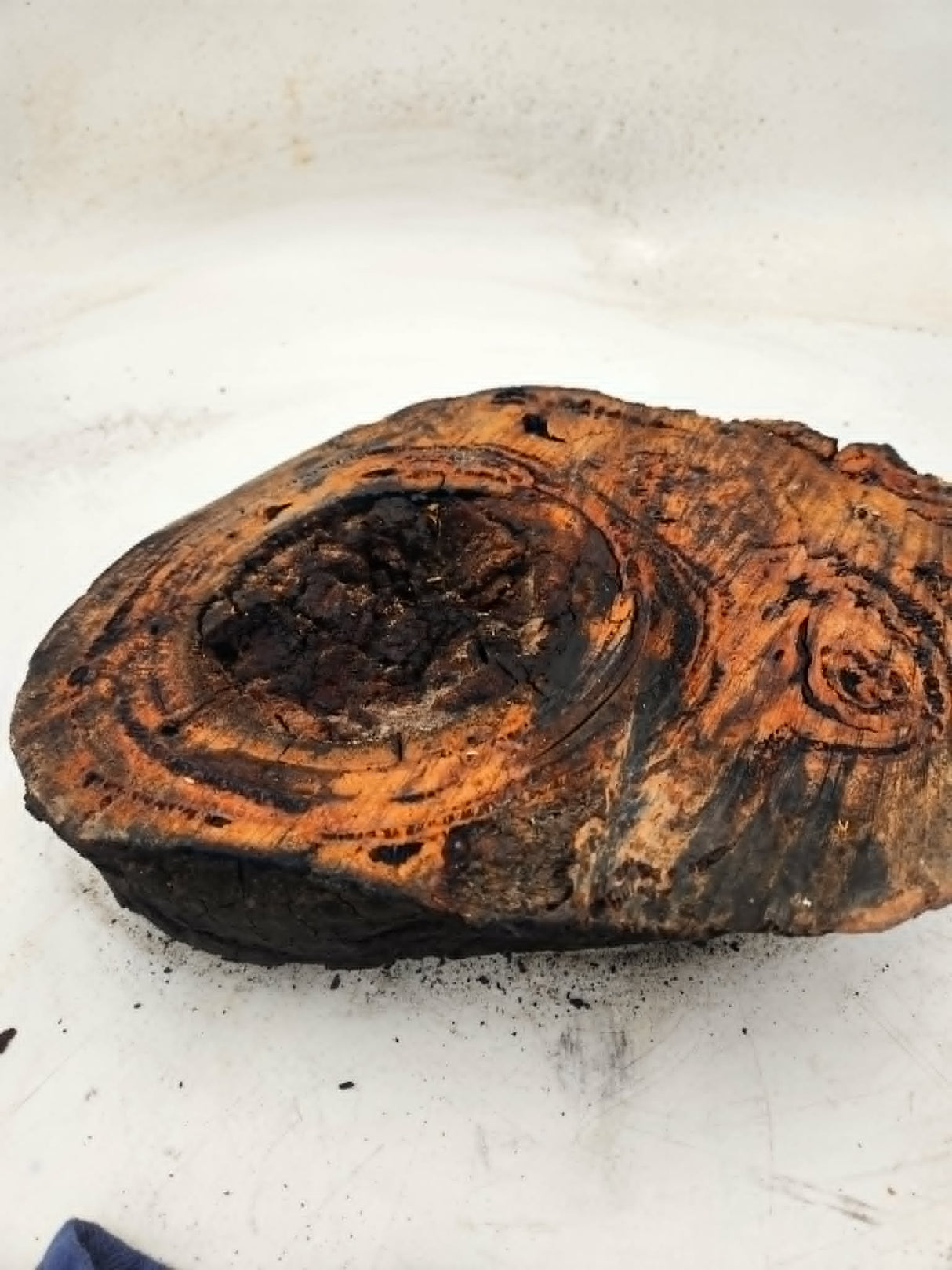 Forest Red Gum Burl 140x190x75mm