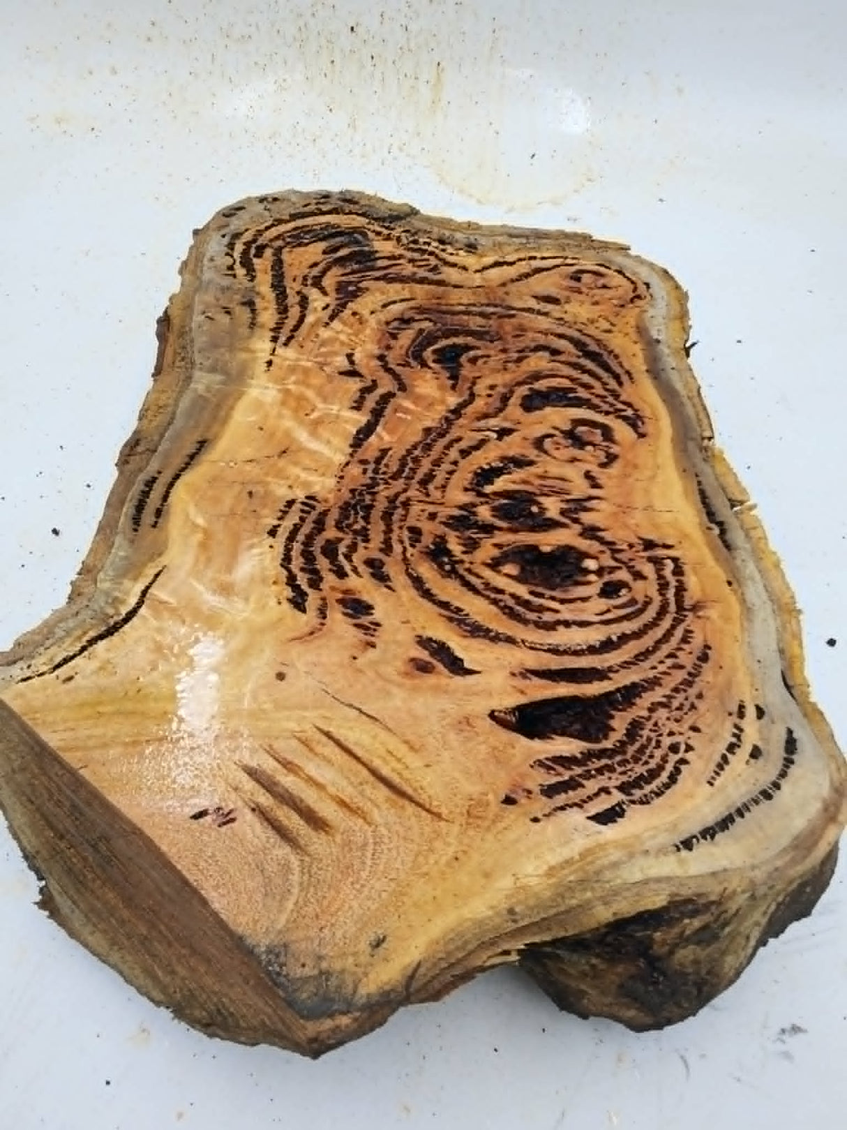 Forest Red Gum Burl 260x150x70mm