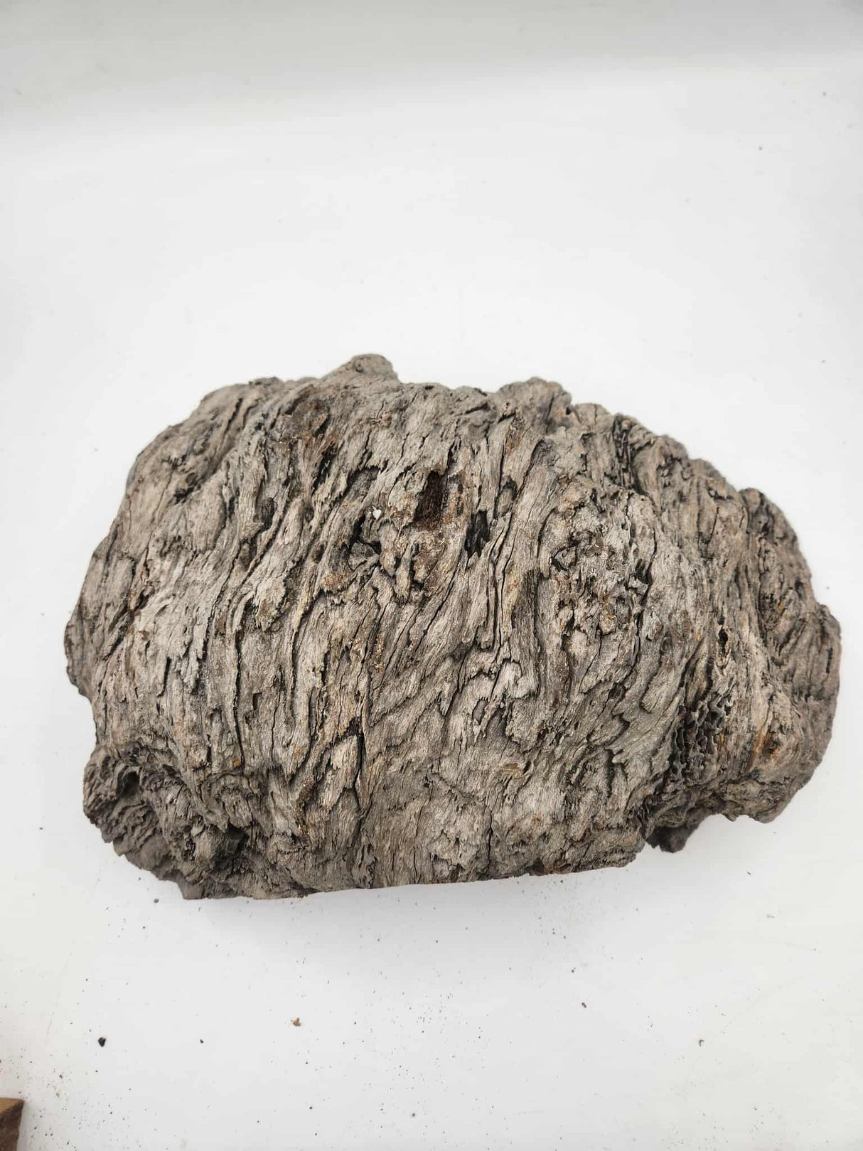 Black Butt Burl 400mmx280mmx120mm