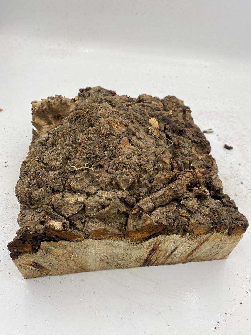 Poplar Burl Bowl Blank 230 x 80mm