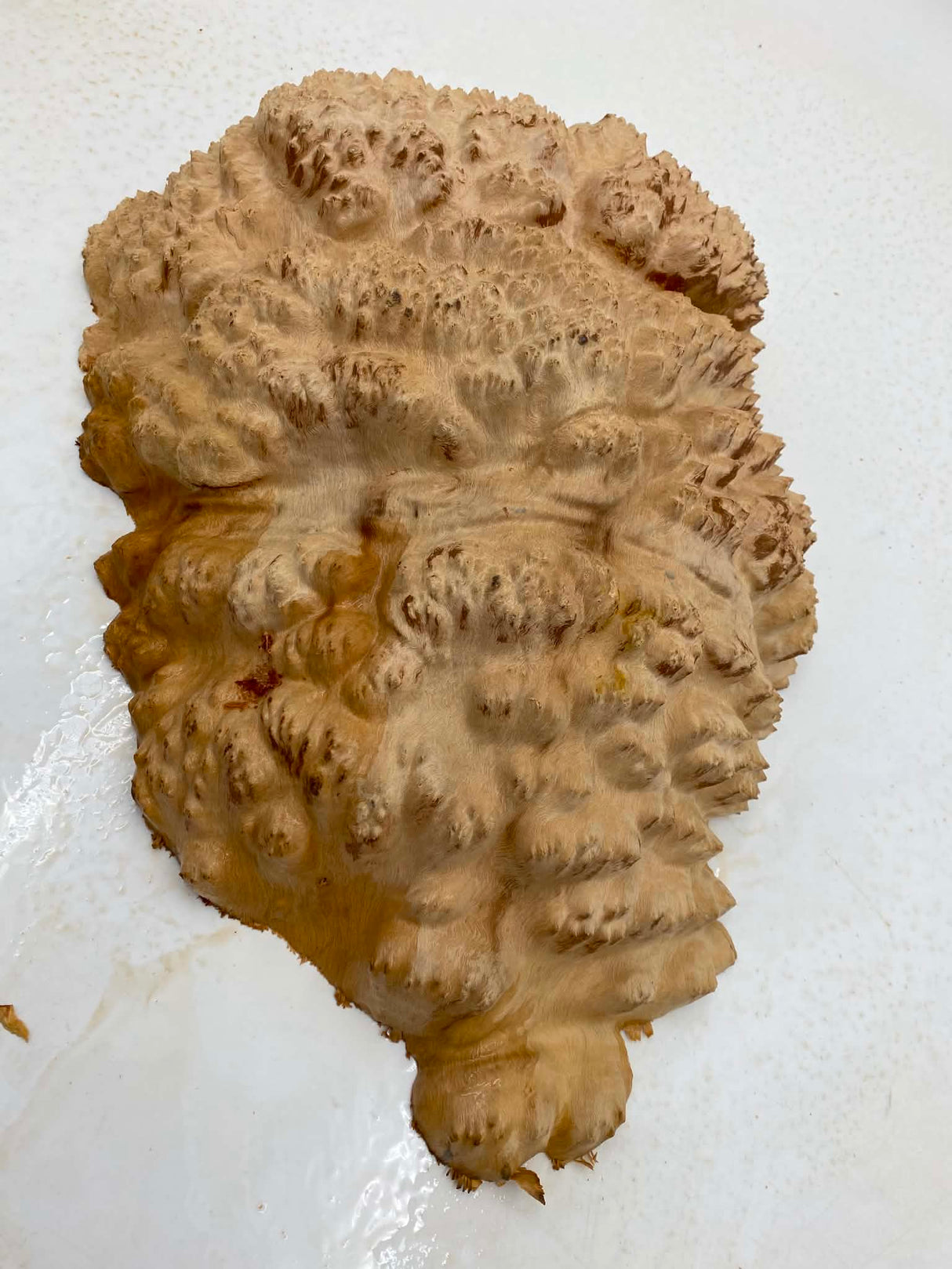Red Mallee Burl 380 x 260 x 100mm