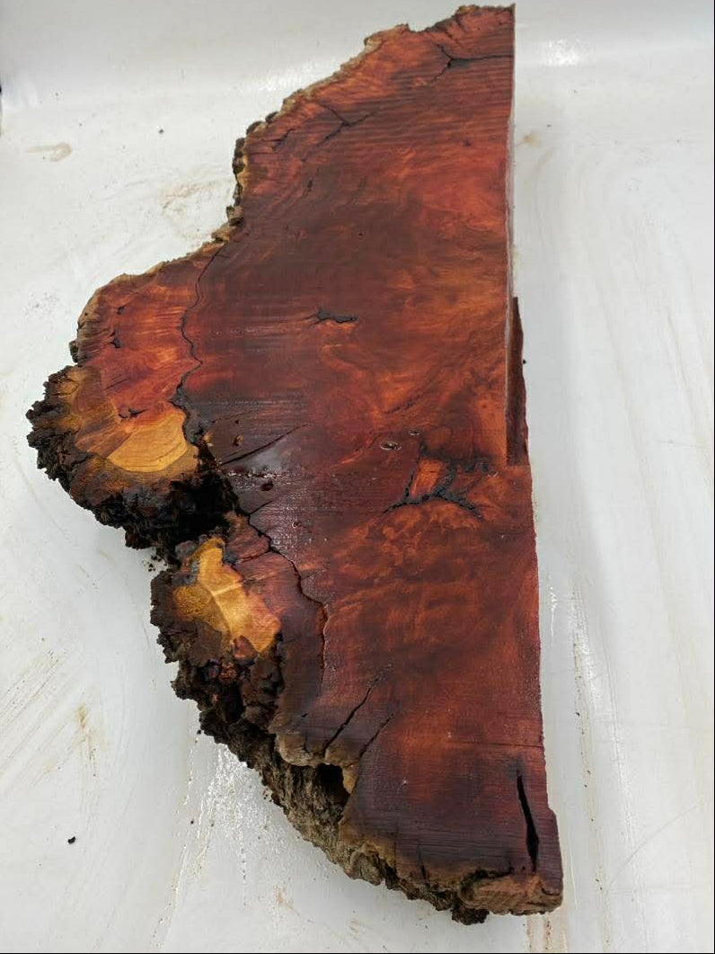 River Red Gum Burl 550 x 230 x 90mm