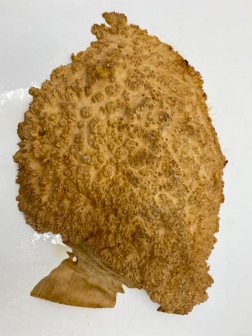 Red Mallee Burl 250 x 300 x 60mm