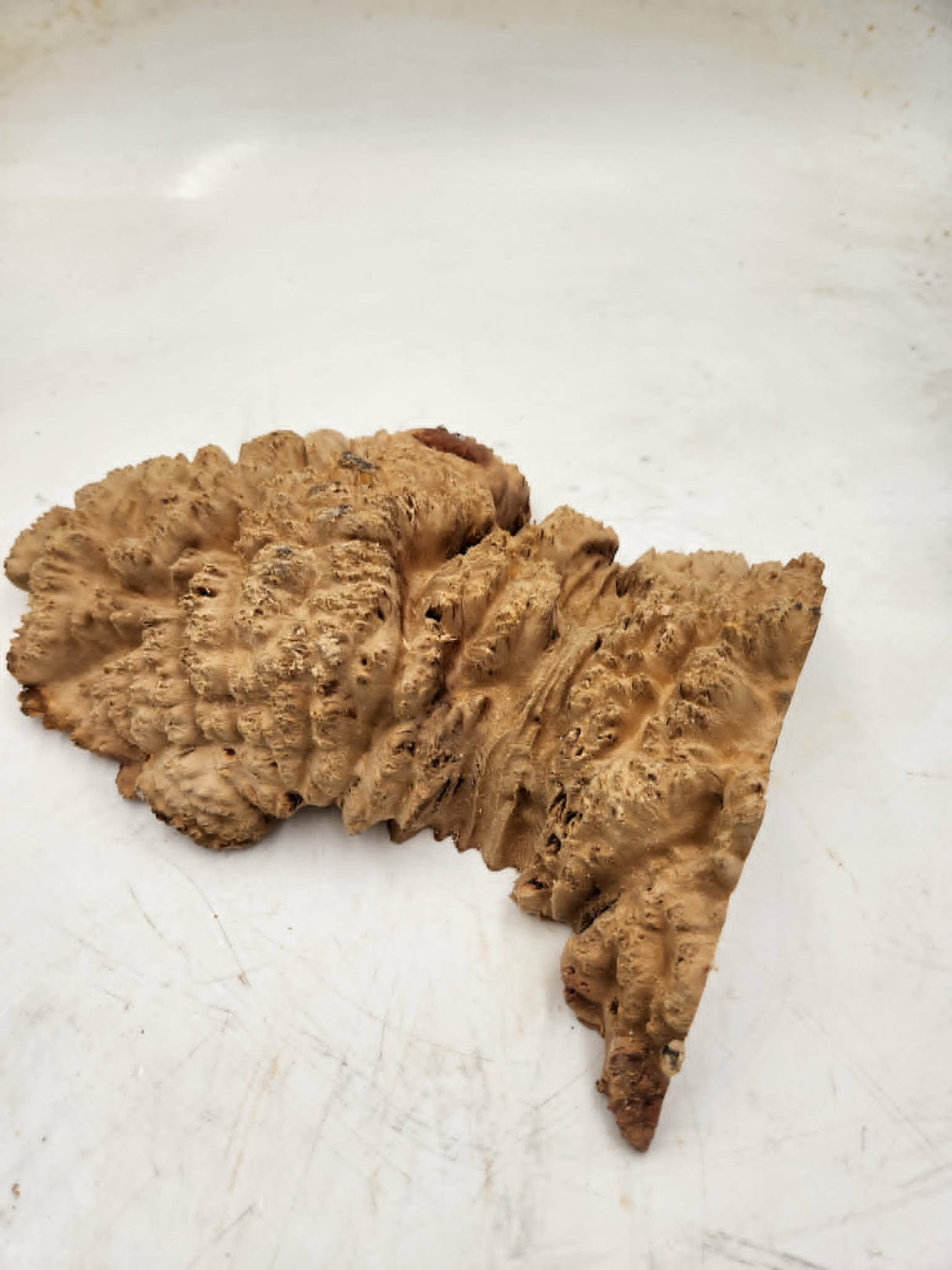 Red Mallee Burl 270x160x55mm