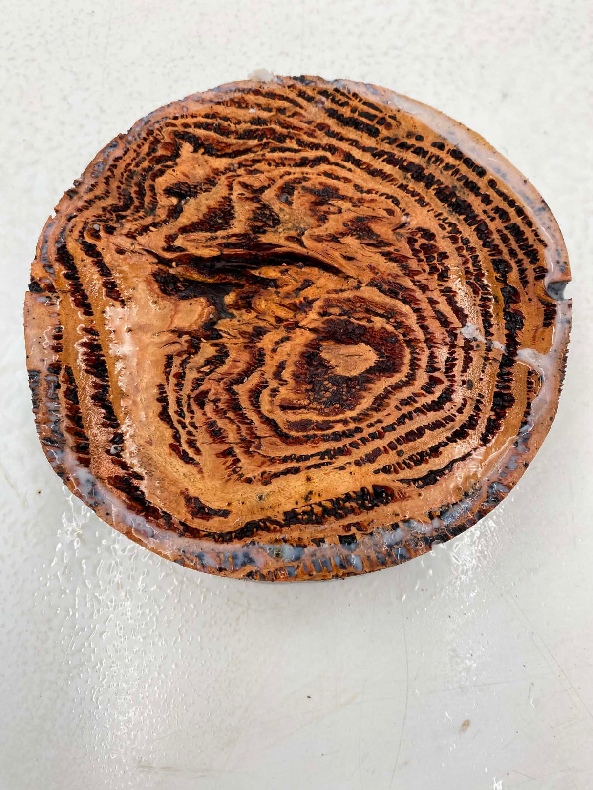Forest Red Gum Burl Bowl Blank 180 x 50mm