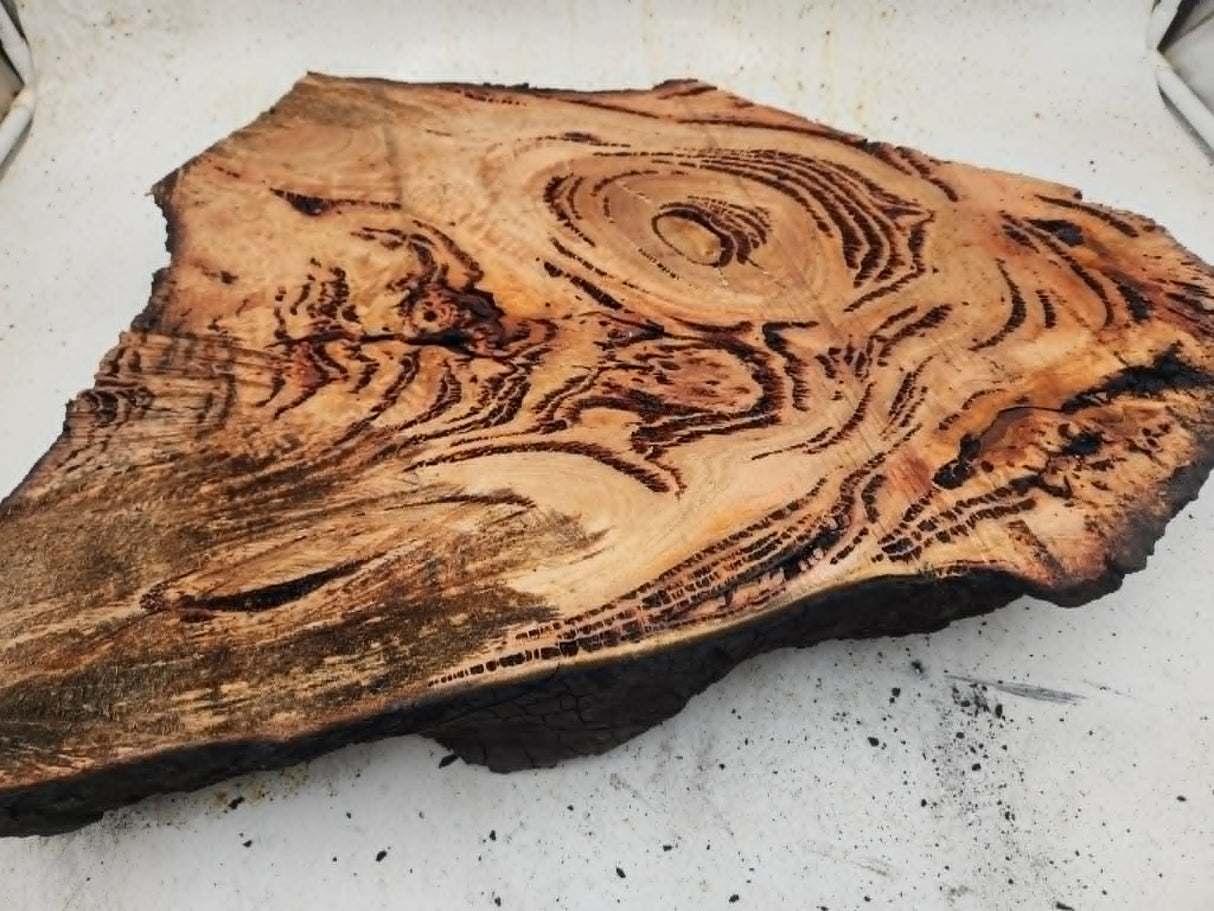 Forest Red Gum Burl 470x350x75