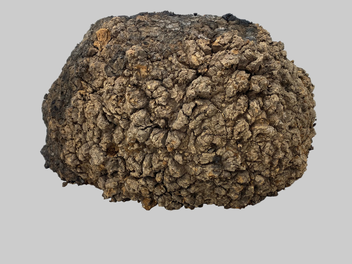 Desert Ash Burl (wet) 500 x 50 x 190mm