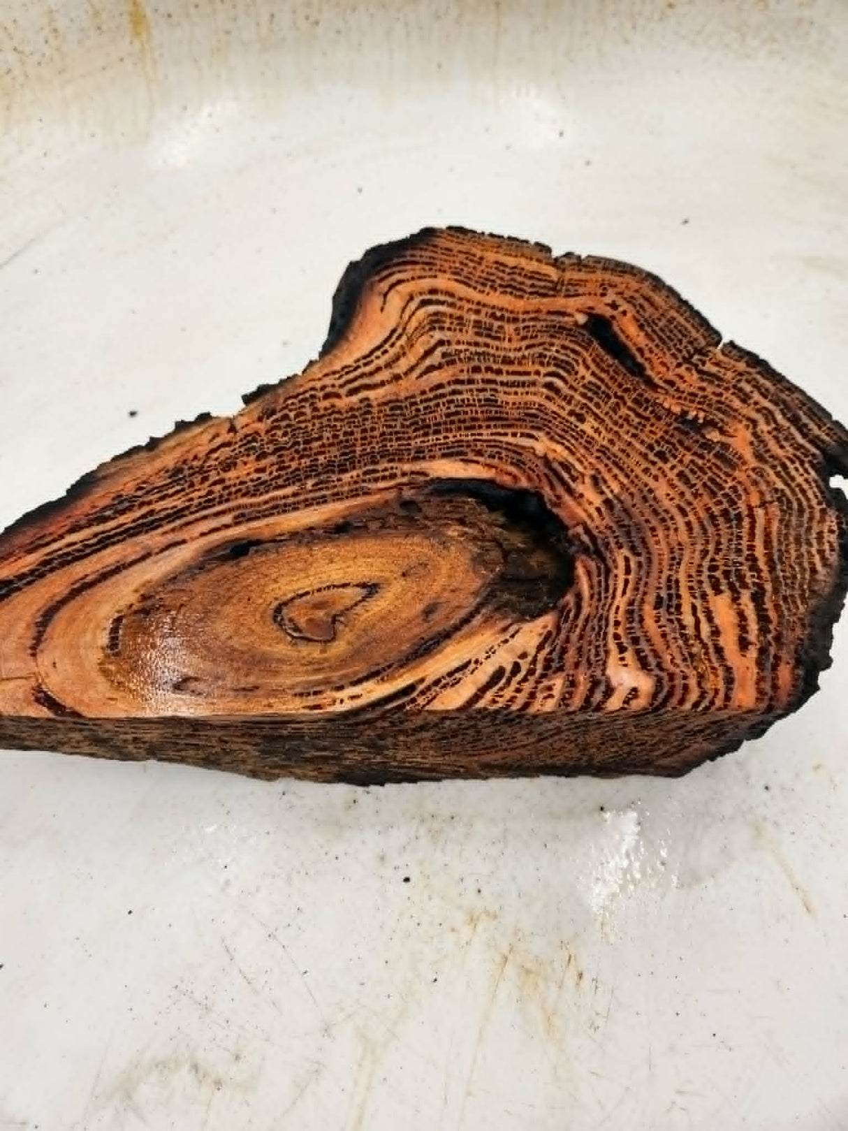 Forest Red Gum Burl 200x200x85mm