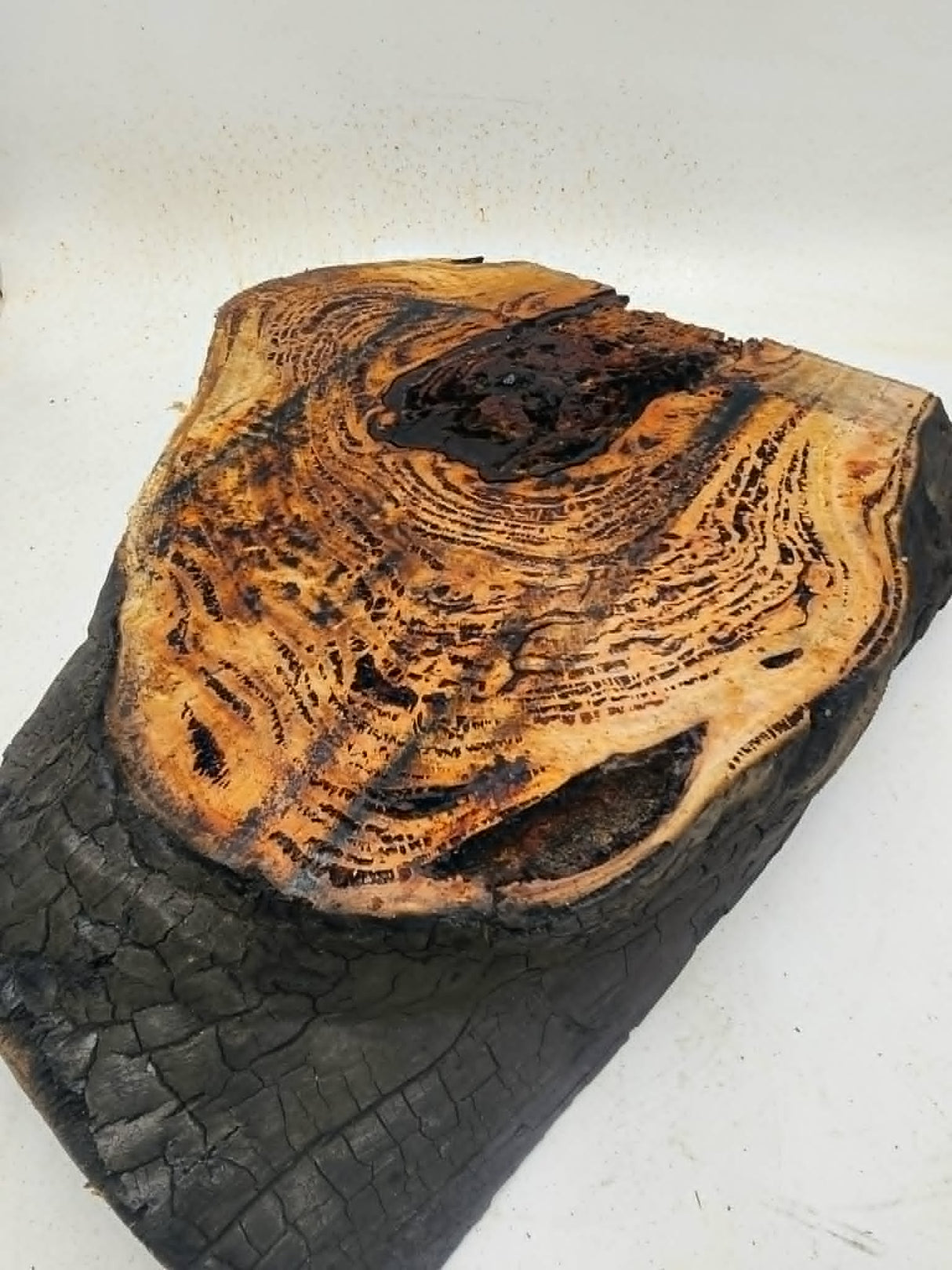 Forest Red Gum Burl 400x300x90mm