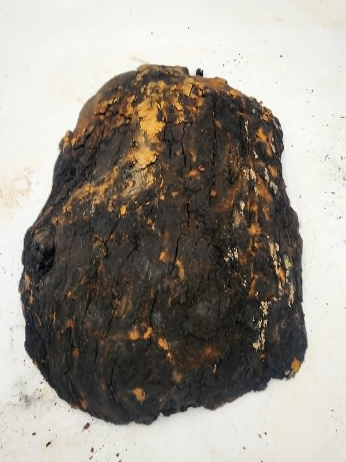 Red River Gum Burl 370x260x65mm