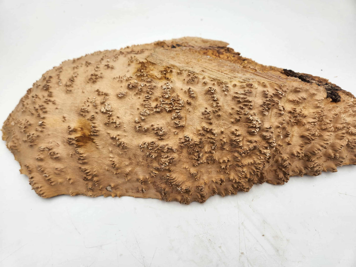 Red Mallee Burl 400mmx220mmx80mm