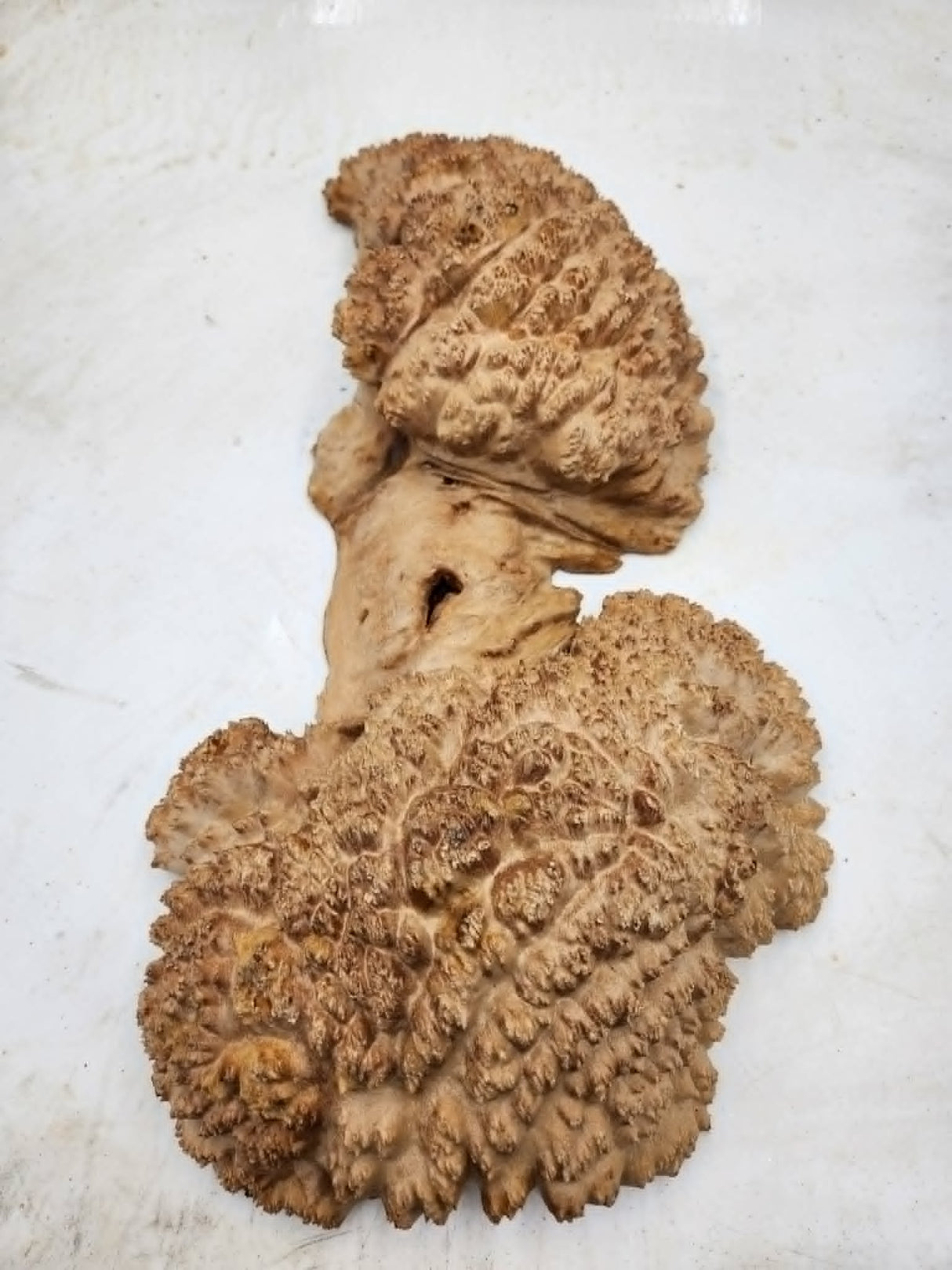 Red Mallee Burl 500x150x80mm