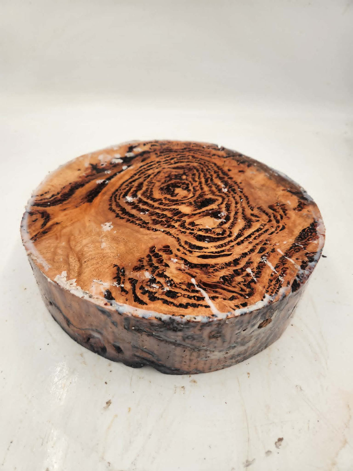 Forest Red Gum Burl Bowl Blank 260mmx65mm