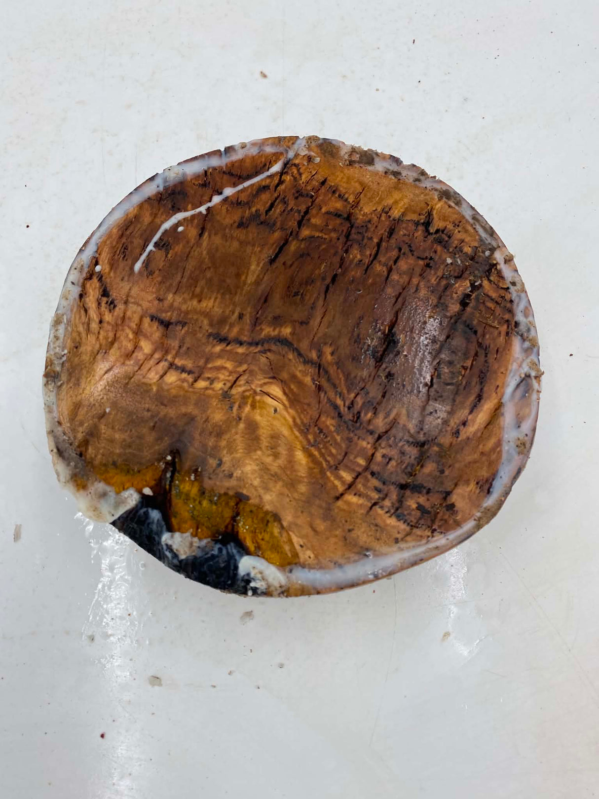 Forest Red Gum Burl Bowl Blank 180 x 50mm