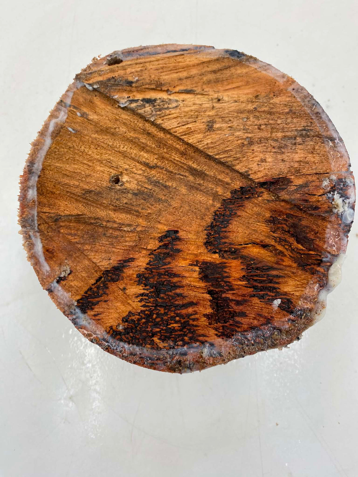 Forest Red Gum Burl Bowl Blank 150 x 90mm