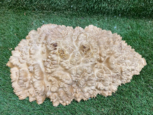 Red Mallee Burl 360 x 210 x 70mm