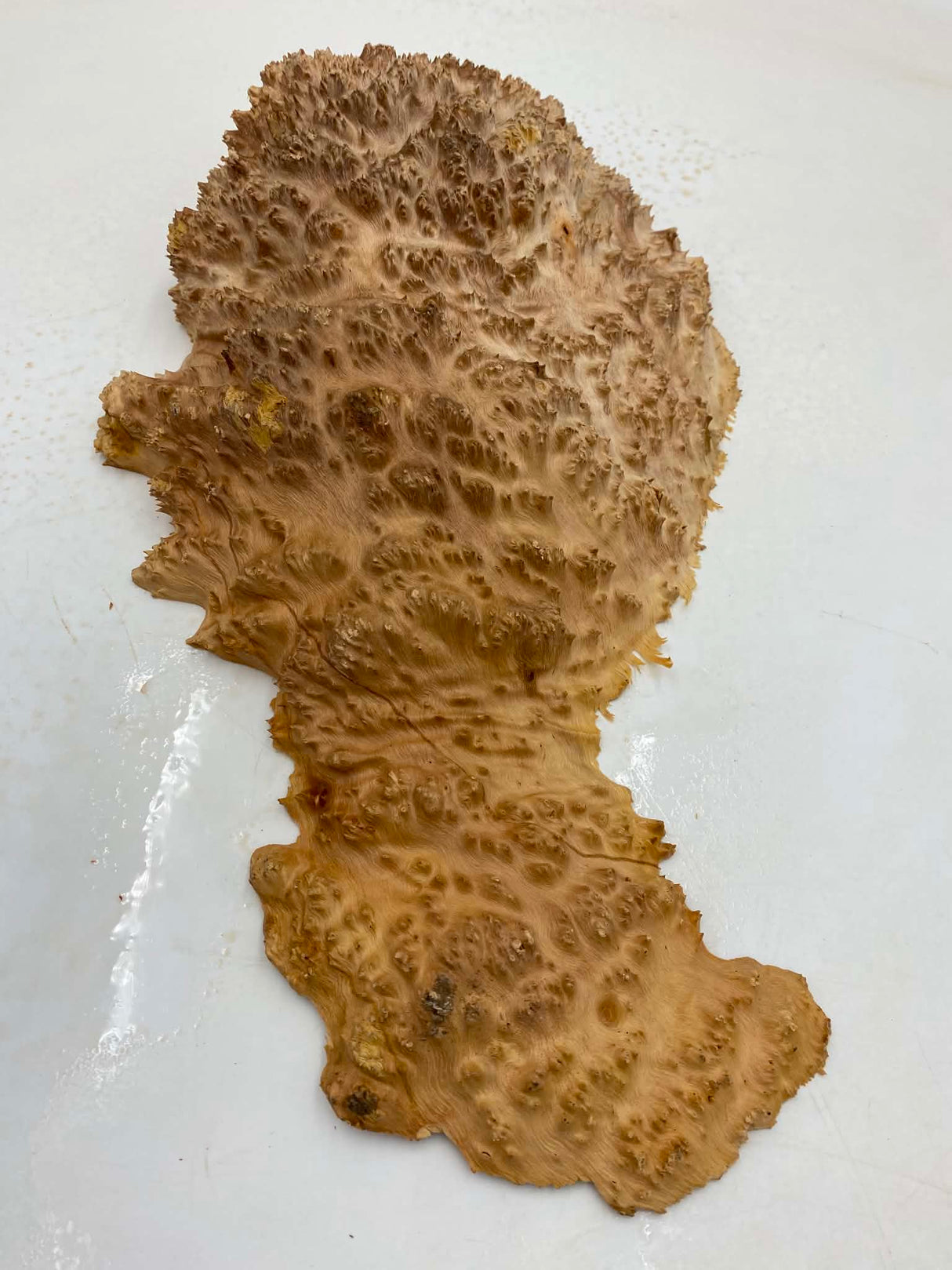 Red Mallee Burl 400 x 200 x 60mm