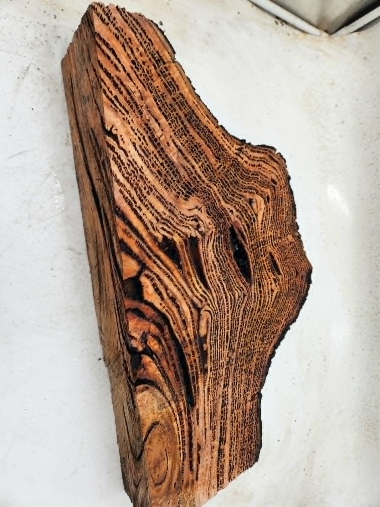 Forest Red Gum Burl 450x240x80mm