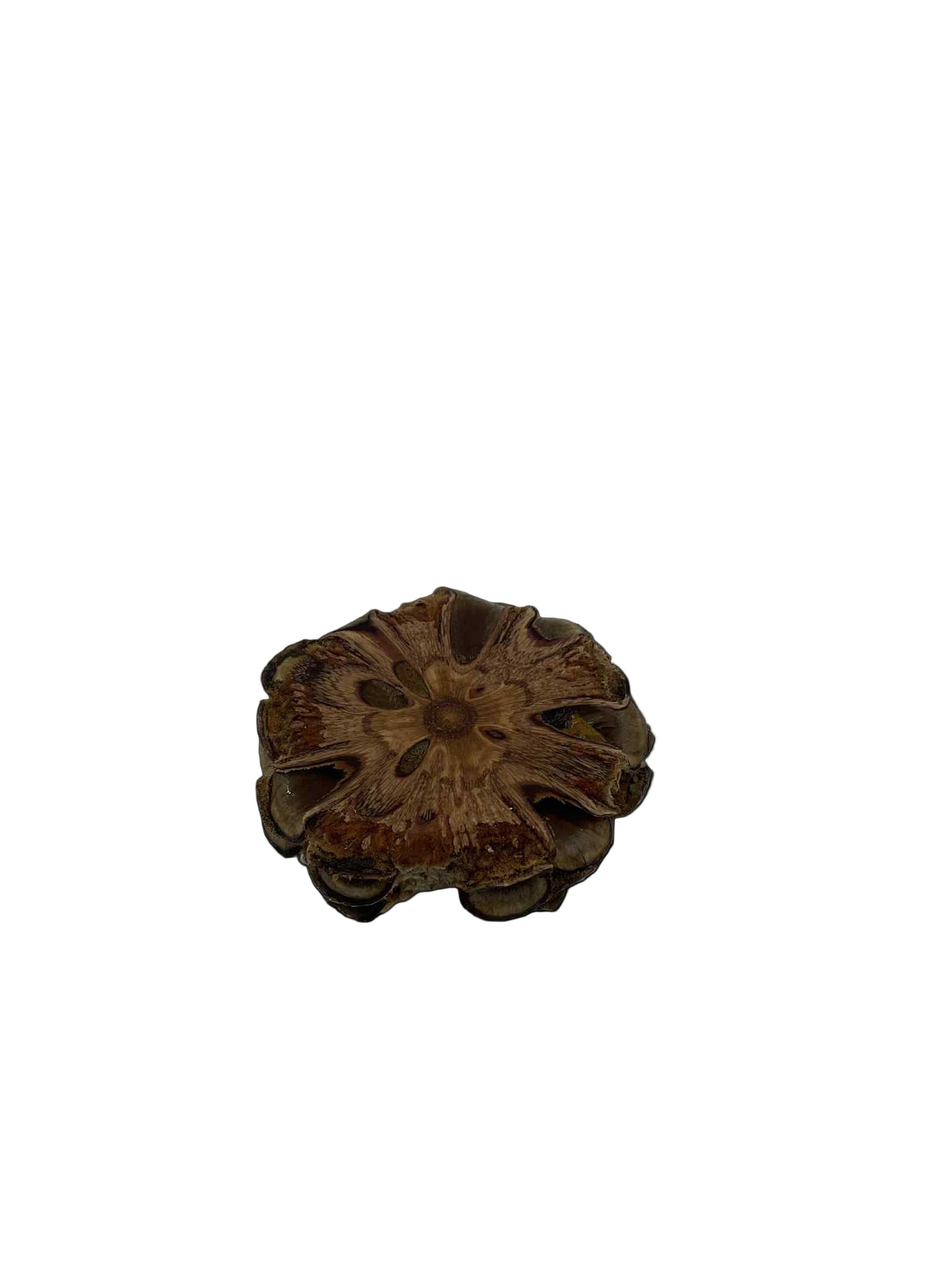 Banksia Disc