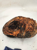Forest Red Gum Burl 140x190x75mm