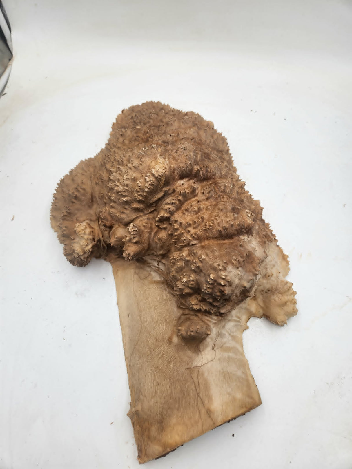 Red Mallee Burl 500x240x100mm