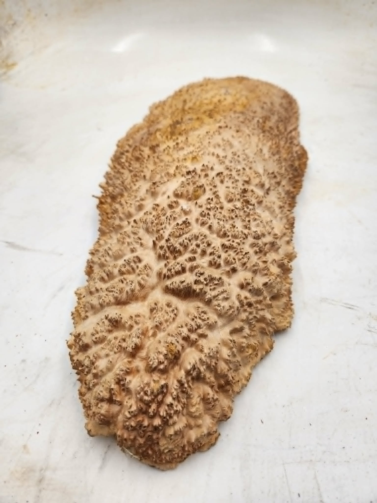 Red Mallee Burl 550x220x50mm