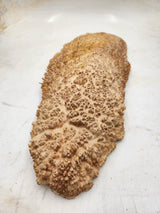 Red Mallee Burl 550x220x50mm