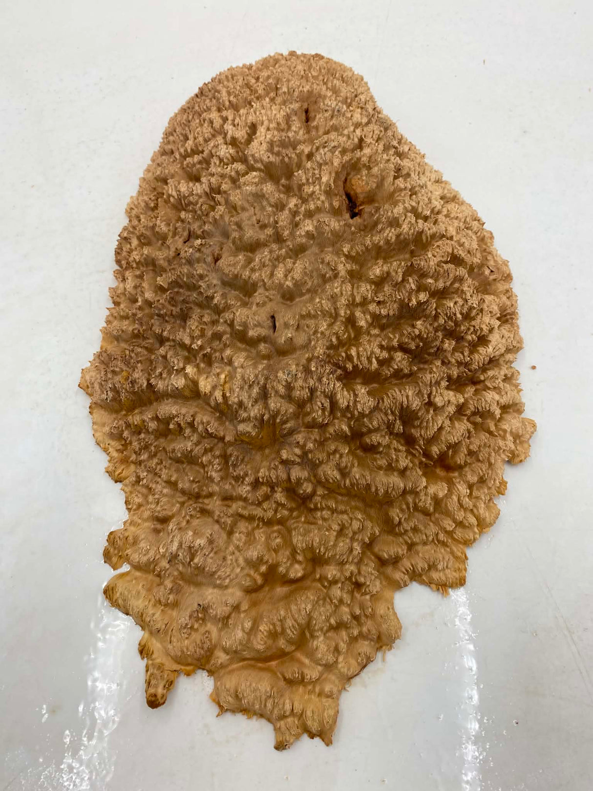 Red Mallee Burl 370 x 220 x 40mm