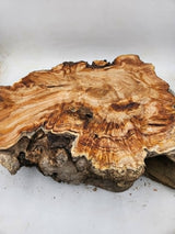 Snow Gum Burl 470x420x120mm
