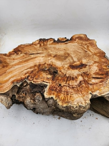 Snow Gum Burl 470x420x120mm