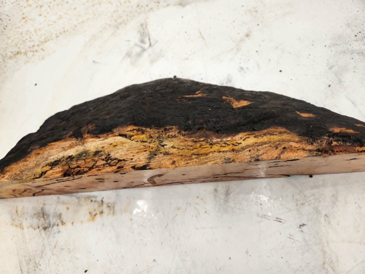 Forest Red Gum Burl 520x140x90mm