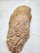 Red Mallee Burl 550x220x50mm