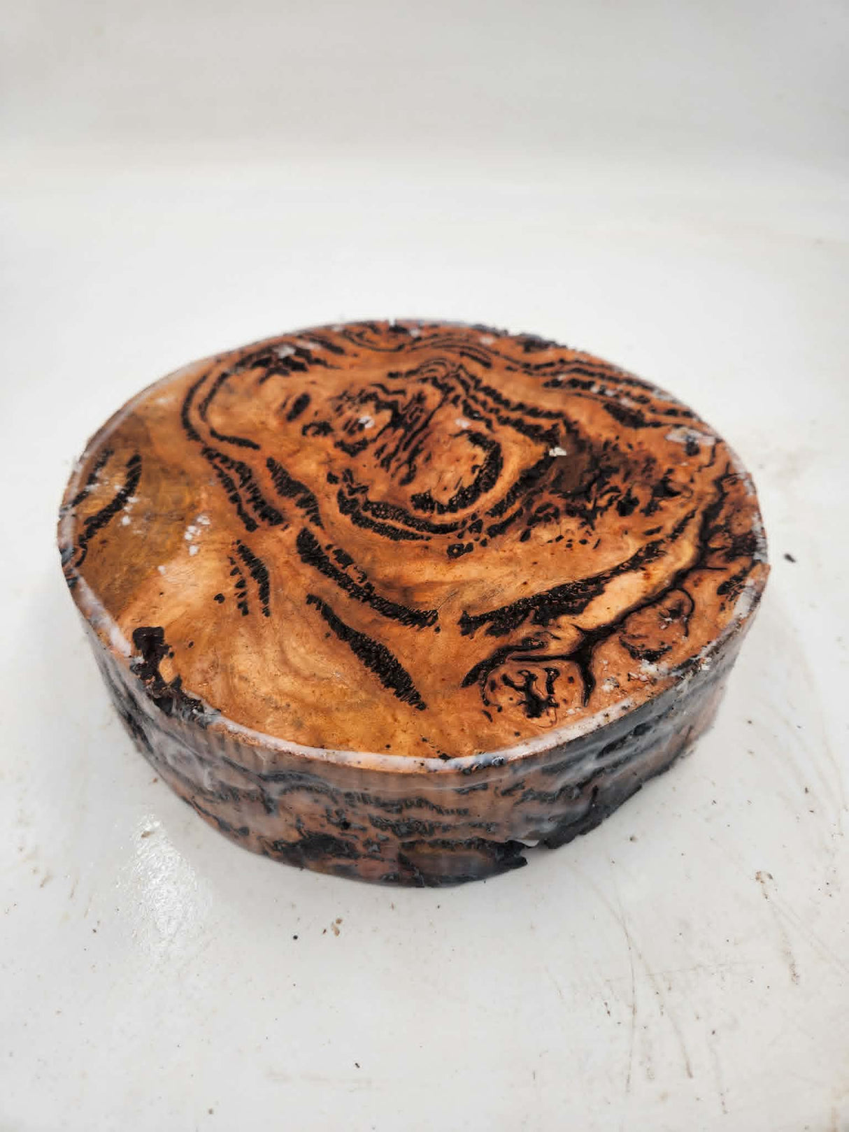 Forest Red Gum Burl Bowl Blank 220mmx60mm