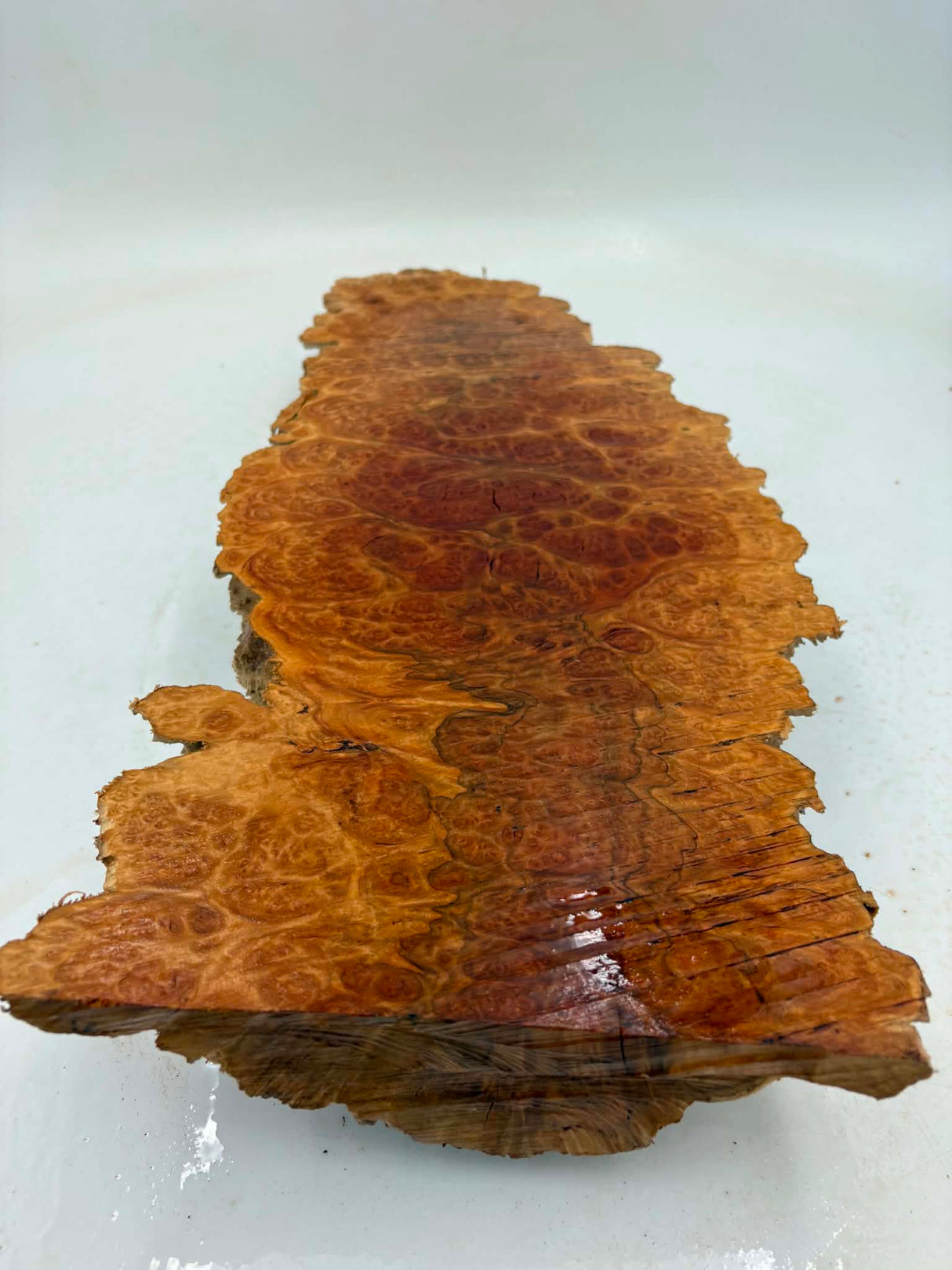Red Mallee Burl 550 x 220 x 70mm