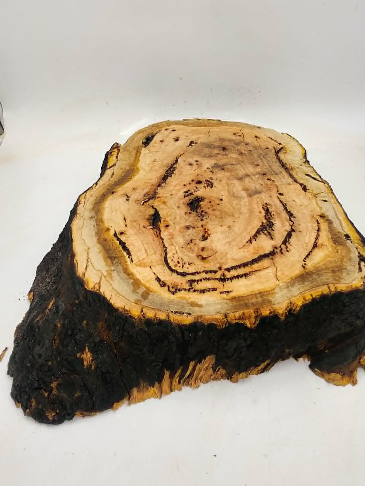 River Red Gum Burl 490mmx350mmx65mm