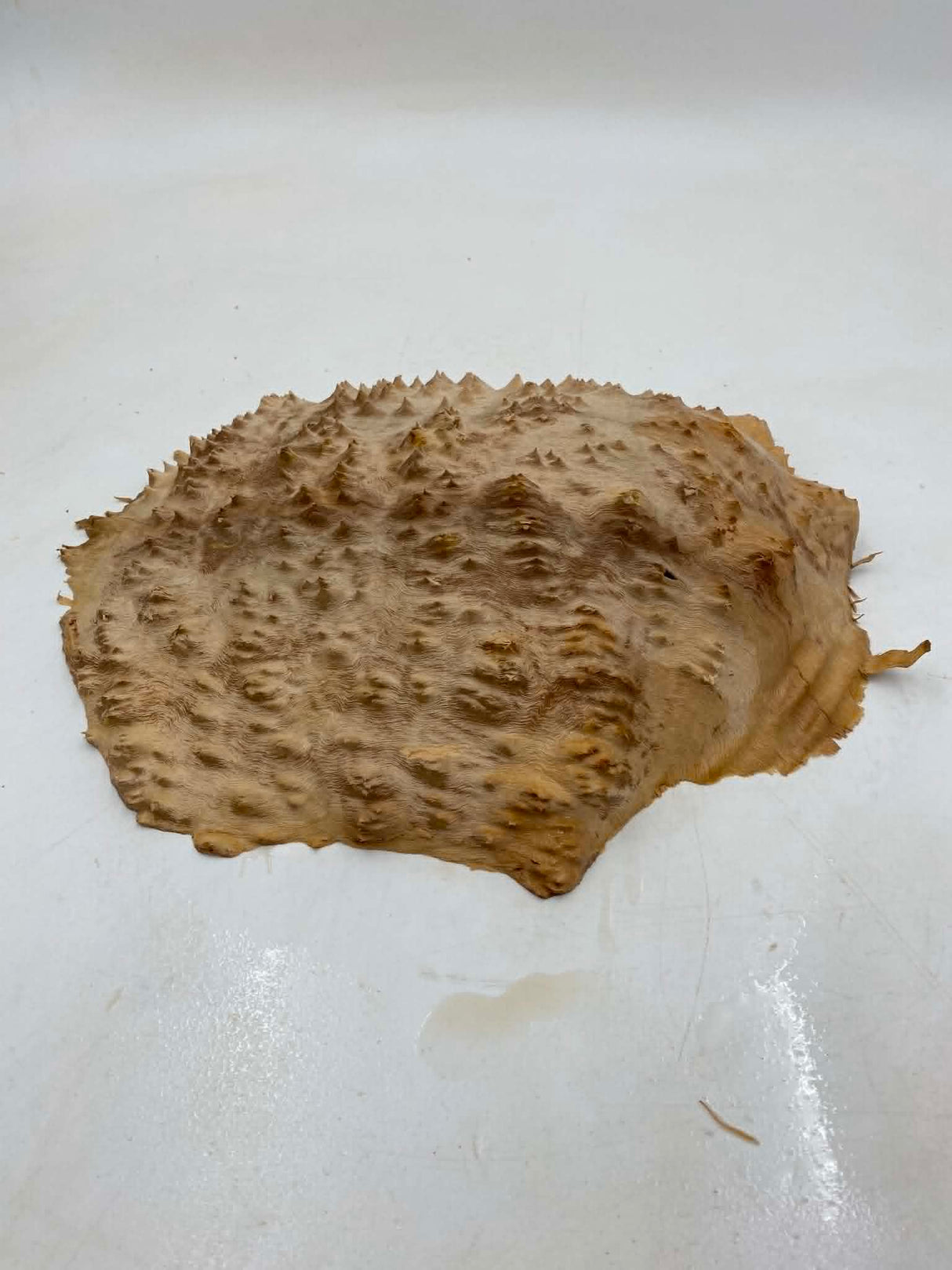 Red Mallee Burl 340 x 270 x 60mm