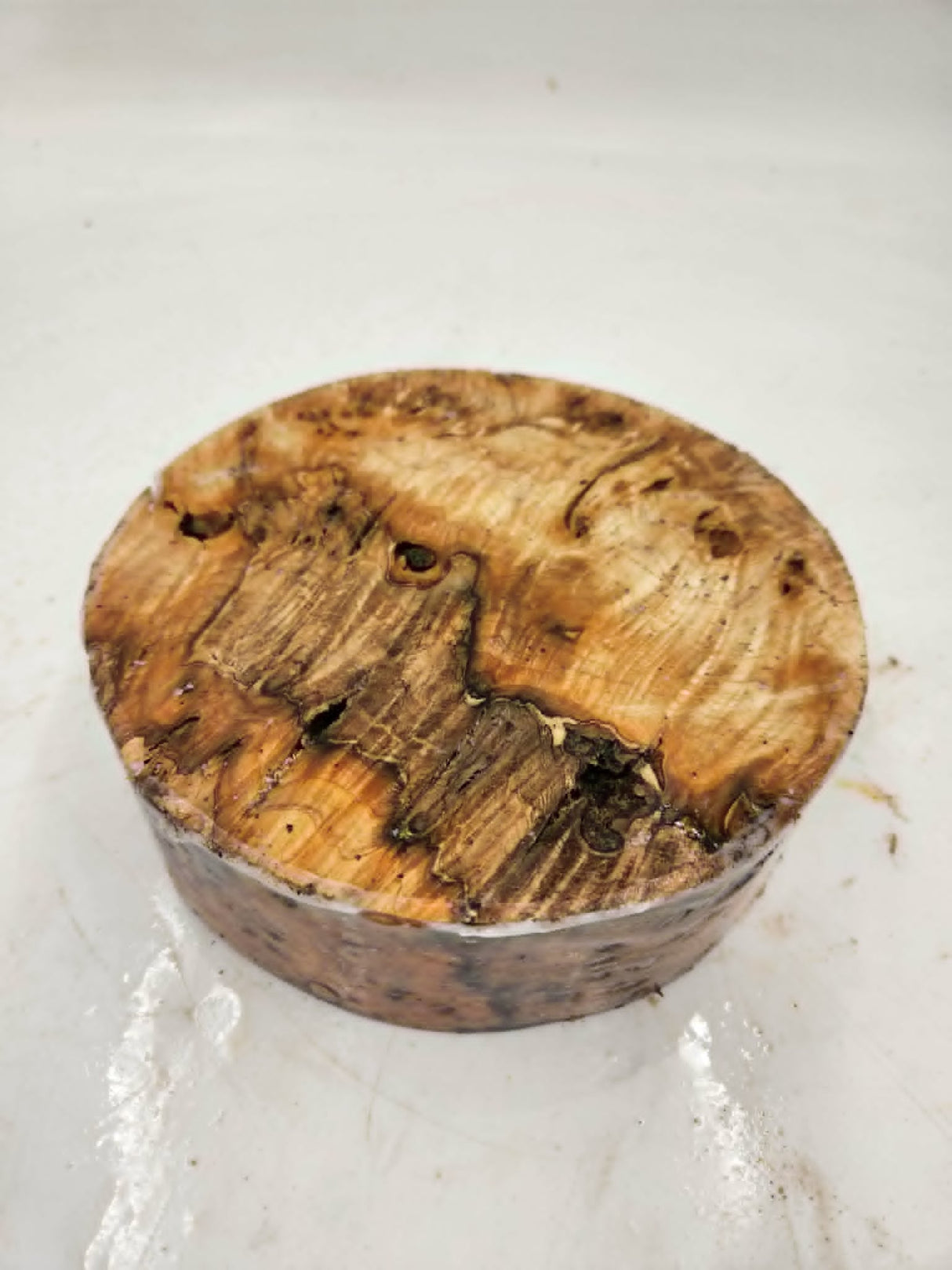 Desert Ash Burl Bowl Blank 150 x 70mm