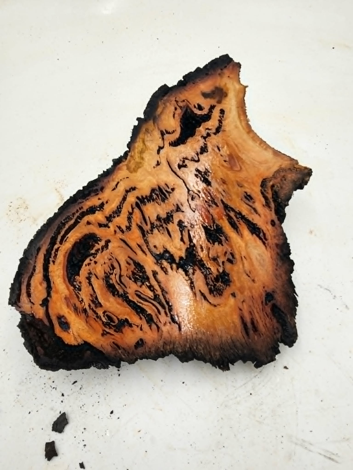 Forest Red Gum Burl 200x130x60mm