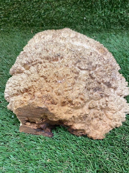 Red Mallee Burl 330 x 240 x 80mm