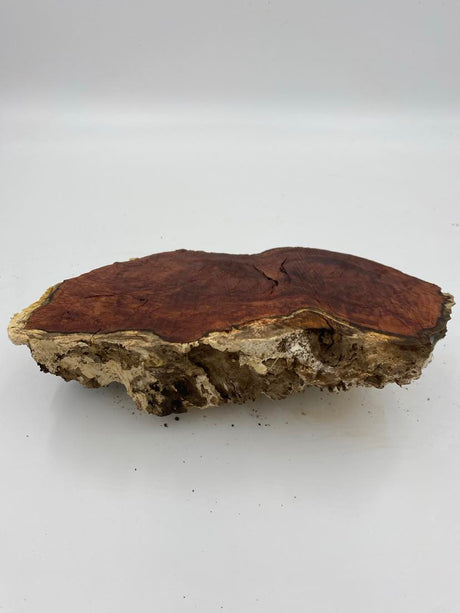 Red Mallee Burl 260 x 160 x 65mm