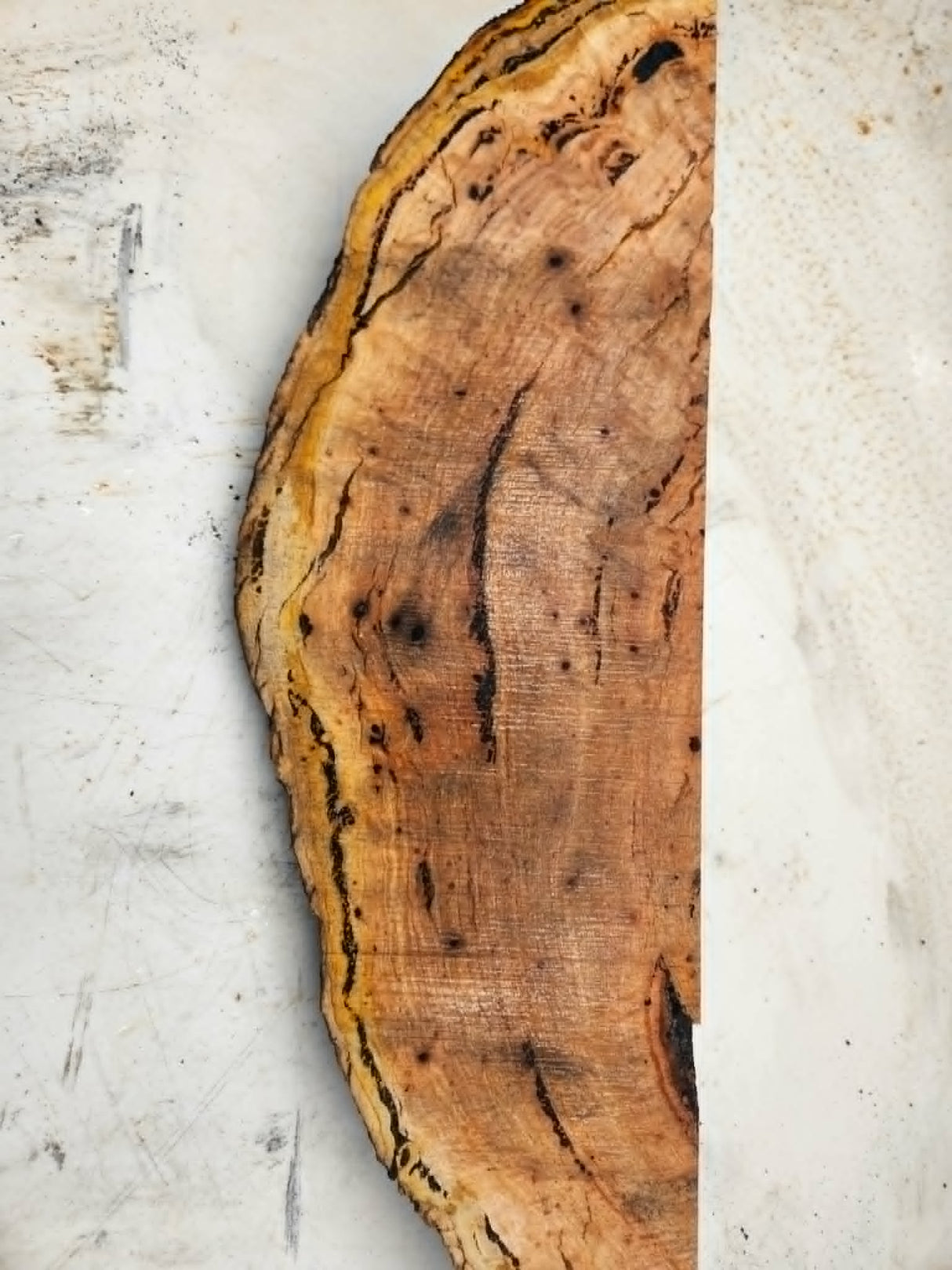 Forest Red Gum Burl 520x140x90mm