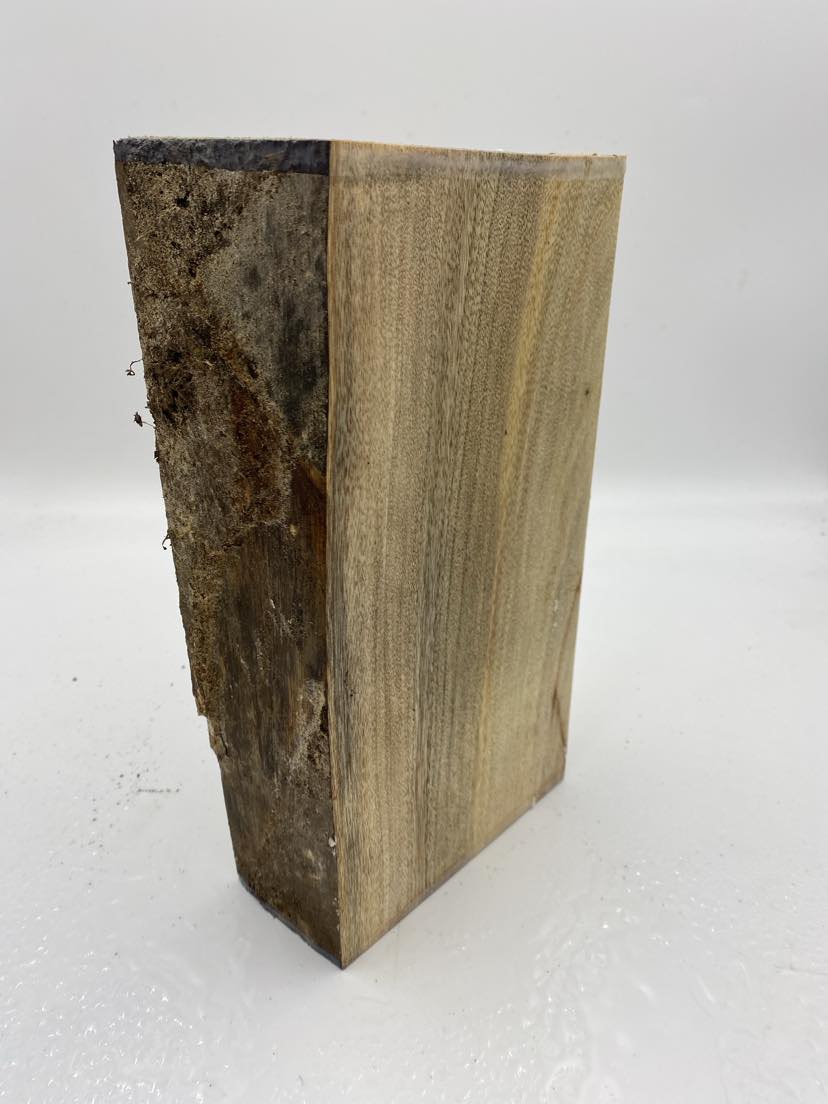 Camphor Laurel Spindle 280 x 160 x 70mm (wet)
